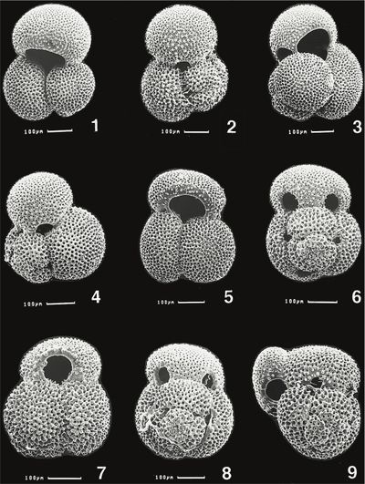 globigerinoides-ruber-linked-earth-wiki